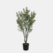 Artificial Faux Olive Tree (230CM)
