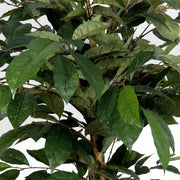 Artificial Faux UV Resistant Coffee Tree (150cm)