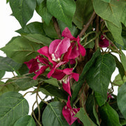 Artificial Faux UV Resistant Bougainvillea Plant (150cm)
