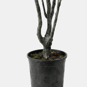 Artificial Faux Olive Tree (230CM)