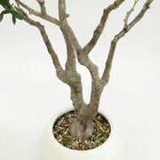 Artificial Faux Olive Tree with Pot (250CM)