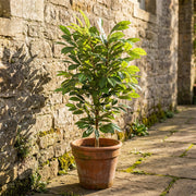 Artificial Faux UV Resistant Coffee Tree (150cm)