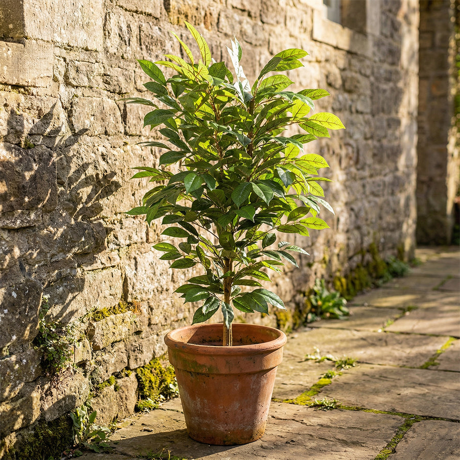 Artificial Faux UV Resistant Coffee Tree (150cm)