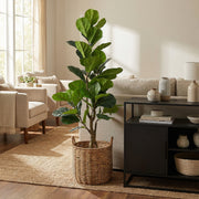 Artificial Faux Fiddle Leaf Tree (150CM)