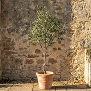 Artificial Faux Large UV Resistant Olive Tree (240cm)