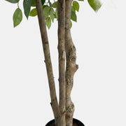 Artificial Faux Ficus Tree (160CM)