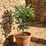Artificial Faux UV Resistant Coffee Tree (150cm)