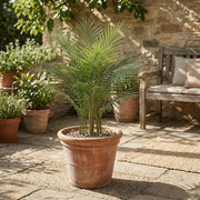 Artificial Faux Palm Tree (75CM)