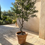 Artificial Faux Large UV Resistant Olive Tree (240cm)