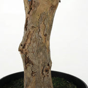 Artificial Faux Large Olive Tree (270cm)